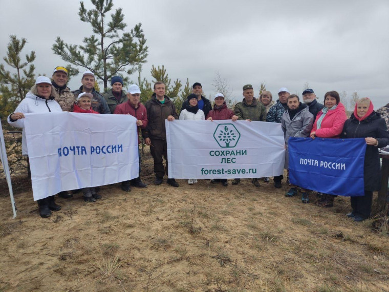 Почта России восстанавливает леса после пожаров. Почта России восстанавливает леса после пожаров.